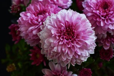 güzel pembe kasımpatı çiçekleri siyah arkaplanda