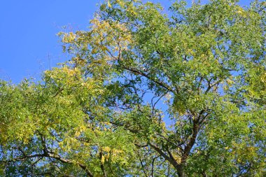 Sonbahar yaprakları, sonbahar bitkileri 