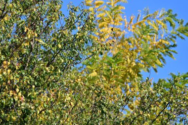 Sonbahar yaprakları, sonbahar bitkileri 