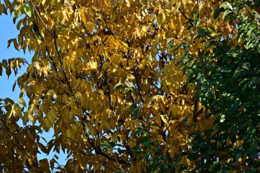 Sonbahar yaprakları, sonbahar bitkileri 