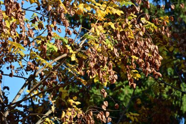 Sonbahar yaprakları, sonbahar bitkileri 