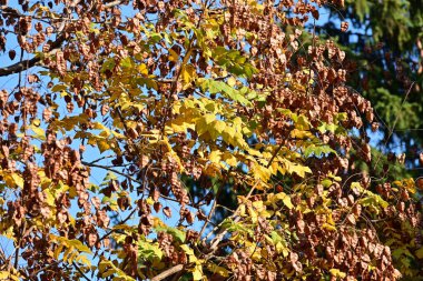 Sonbahar yaprakları, sonbahar bitkileri 