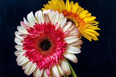 Gerbera çiçeği koyu arkaplanda