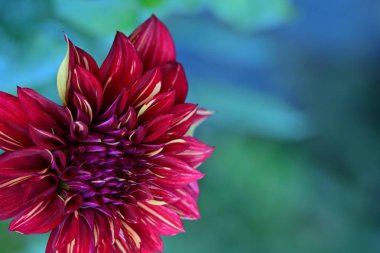 Kırmızı yıldız çiçeği yaklaş 