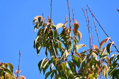 Sonbahar yaprakları gökyüzüne karşı