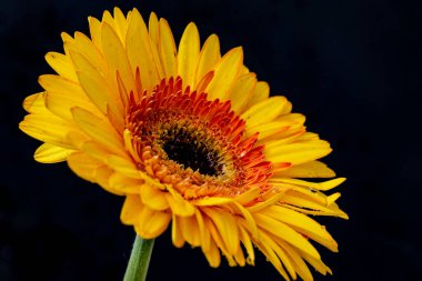 Gerbera çiçeği koyu arkaplanda