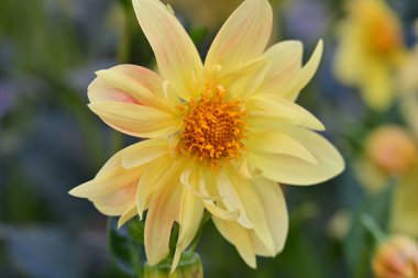 Bahçedeki güzel sarı çiçek 