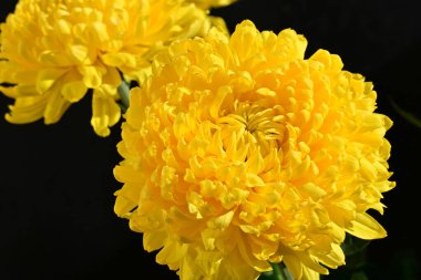 Güzel kasımpatı yakın çekim