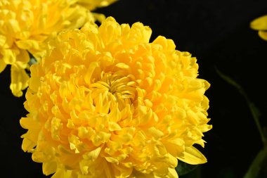 Güzel kasımpatı yakın çekim