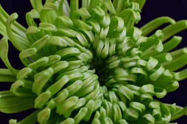 Güzel kasımpatı yakın çekim