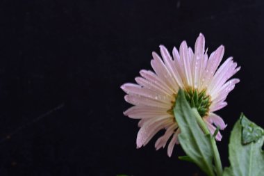 Güzel kasımpatı yakın çekim