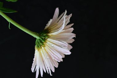 Güzel kasımpatı yakın çekim