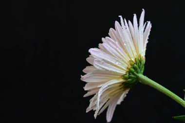 Güzel kasımpatı yakın çekim