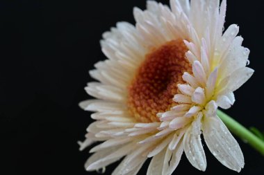 Güzel kasımpatı yakın çekim