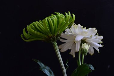 Rengarenk güzel kasımpatı çiçeklerini kapat. 