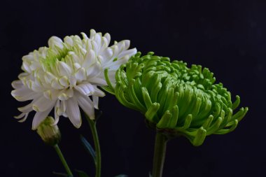 Rengarenk güzel kasımpatı çiçeklerini kapat. 