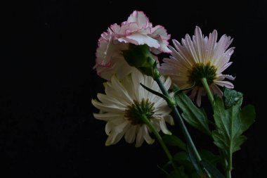 Rengarenk güzel kasımpatı çiçeklerini kapat. 