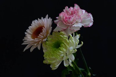 Rengarenk güzel kasımpatı çiçeklerini kapat. 