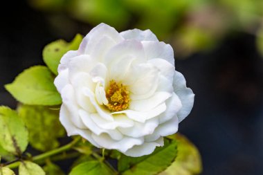 Bahçedeki güzel gül çiçeği