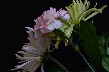 Koyu arkaplanda güzel, parlak sonbahar çiçekleri