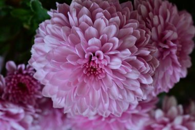 Bahçede güzel pembe krizzanasan çiçekleri var. Sansansansananmum çiçeği sansansansansantemum. Sansantemum