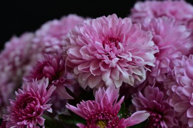 Çiçek açmış pembe kasımpatı çiçeği