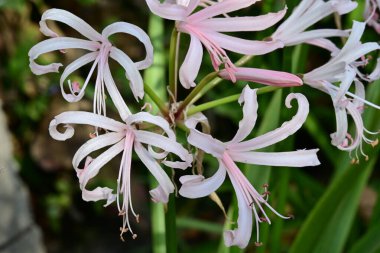 Bahçedeki pembe çiçekleri kapat.