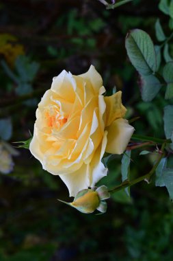 güzel gül bahçesinde yakın çekim 