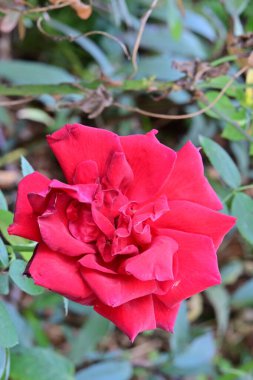 güzel gül bahçesinde yakın çekim 