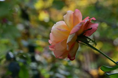güzel gül bahçesinde yakın çekim 