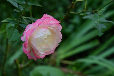 güzel gül bahçesinde yakın çekim 