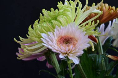 Siyah arkaplanda renkli kasımpatı çiçekleri 