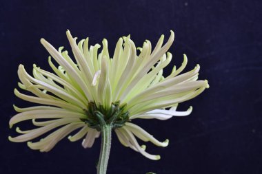 Güzel bir kasımpatı çiçeğinin yakın plan çekimi. 