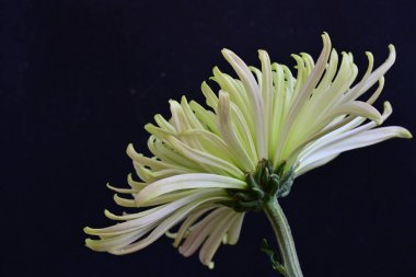 Güzel bir kasımpatı çiçeğinin yakın plan çekimi. 