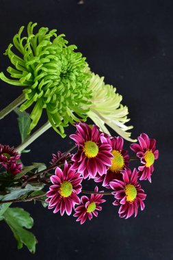 Koyu arkaplanda güzel, parlak sonbahar çiçekleri