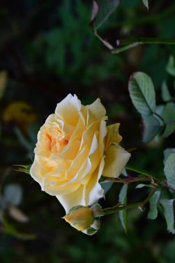 güzel gül bahçesinde yakın çekim 