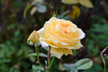 güzel gül bahçesinde yakın çekim 