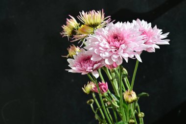 Koyu arkaplanda güzel parlak kasımpatılar