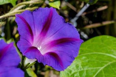 Bahçedeki güzel mor çiçekler