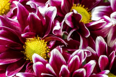 Gündüz Bahçede Güzel Bitkiler ve Çiçekler 