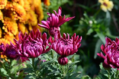 Bahçedeki pembe çiçekleri kapat.