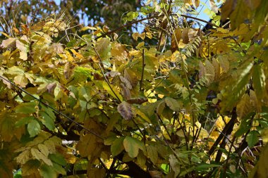 Ağaçta sonbahar yaprakları, sonbahar çiçekleri