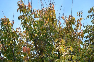 Sonbahar yaprakları mavi gökyüzünün arka planında.