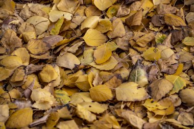 Sonbahar yaprakları, sonbahar bitkileri 
