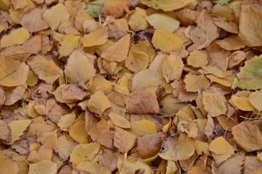 Sonbahar yaprakları, sonbahar bitkileri 