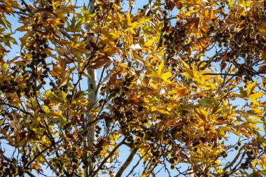 Sonbahar yaprakları mavi gökyüzünün arka planında.