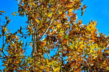 Sonbahar yaprakları mavi gökyüzünün arka planında.
