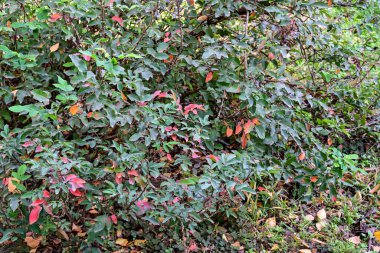 Güzel botanik fotoğrafı, doğal duvar kağıdı.        