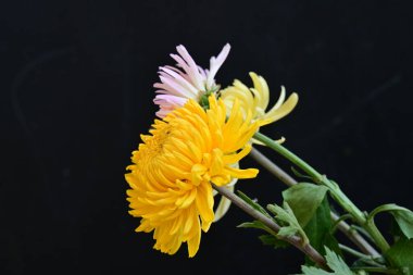 Koyu arkaplanda güzel çiçekler