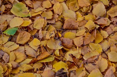 Parktaki sonbahar yapraklarının arkaplan dokusu